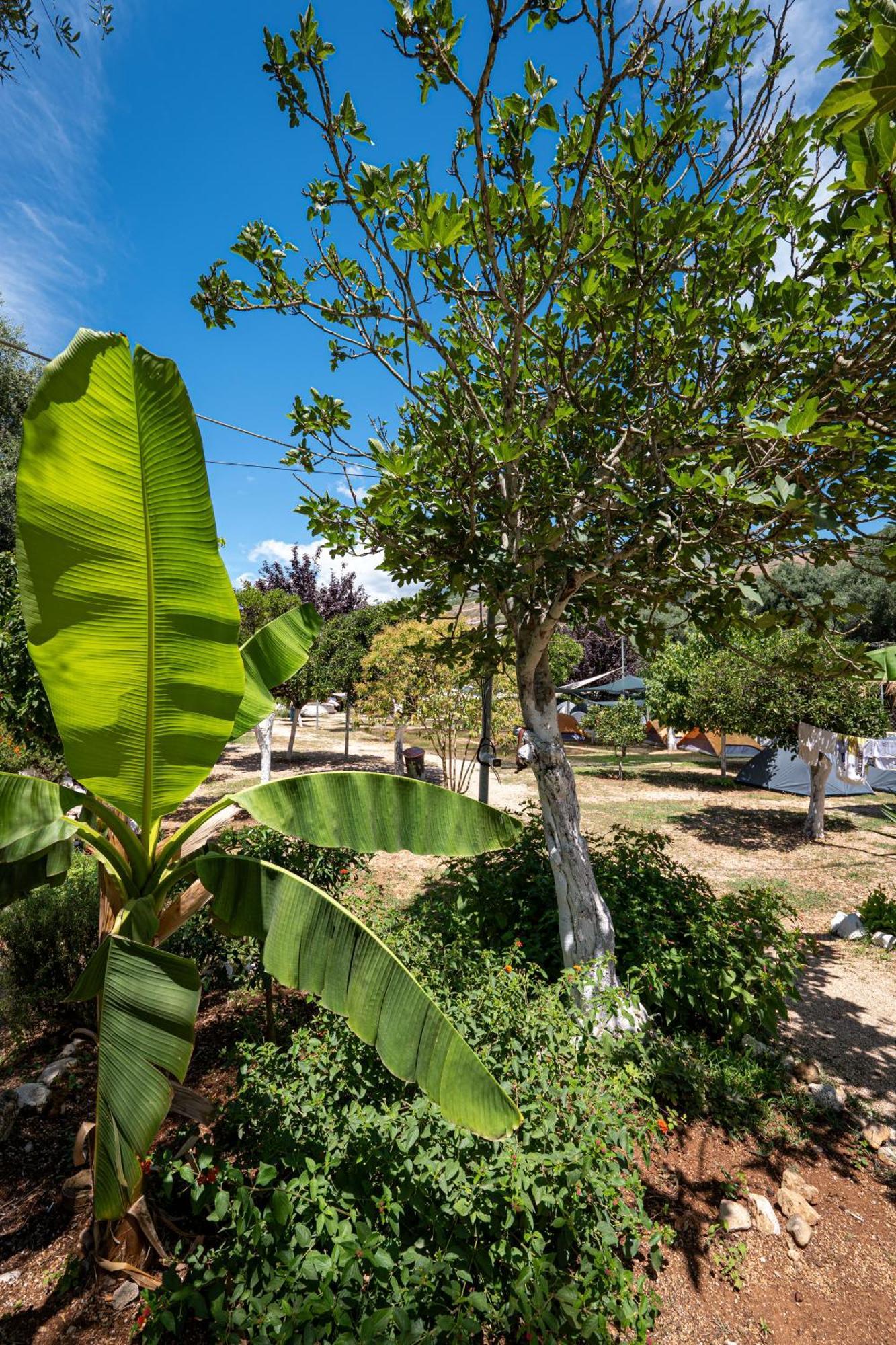 Social Campsite *